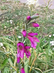 Gladiolus illyricus