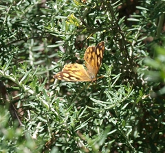 Heteronympha solandri