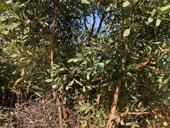 Eucalyptus conferruminata