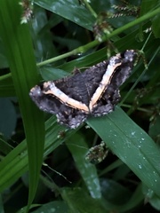 Chiasmia nora