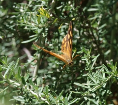 Heteronympha solandri