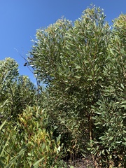 Eucalyptus conferruminata