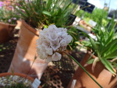 Armeria pseudarmeria