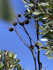 Eucalyptus conferruminata