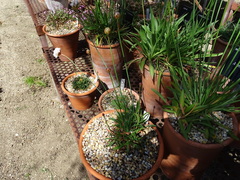 Armeria pseudarmeria