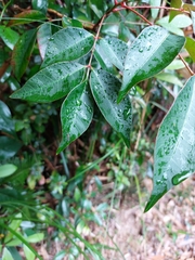 Zanthoxylum ailanthoides