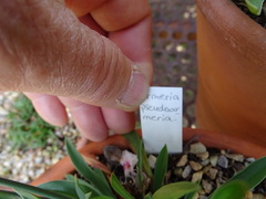 Armeria pseudarmeria