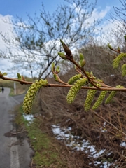 Carpinus tschonoskii