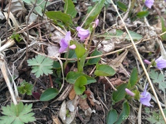 Viola prionantha