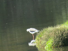 Himantopus himantopus