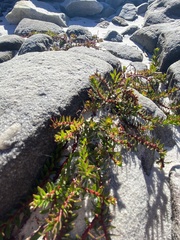 Laurembergia repens