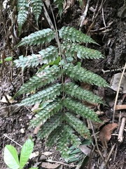 Polypodiopsida