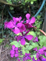 Lunaria annua