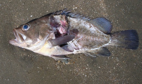 Acanthistius patachonicus