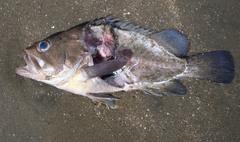 Acanthistius patachonicus