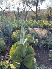 Kalanchoe thyrsiflora