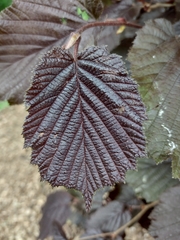 Magnoliopsida