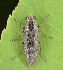 Spectralia gracilipes