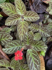 Episcia cupreata