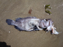 Acanthistius patachonicus