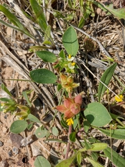 Tripodion tetraphyllum
