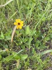 Coreopsis linifolia