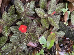 Episcia cupreata