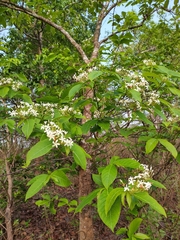 Holarrhena pubescens