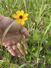 Coreopsis linifolia