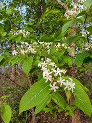 Holarrhena pubescens