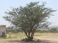 Pithecellobium insigne