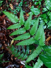 Microlepia marginata
