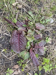 Rumex obtusifolius