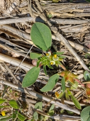 Tripodion tetraphyllum