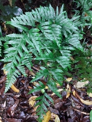Pteris semipinnata