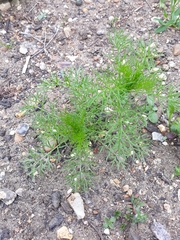 Tripleurospermum inodorum