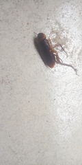 Insecta