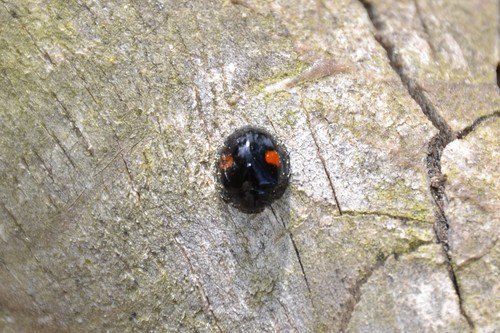 Chilocorus renipustulatus