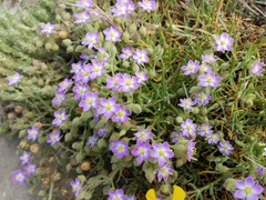 Spergularia macrotheca macrotheca