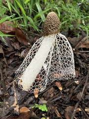 Phallus indusiatus