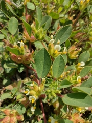 Tripodion tetraphyllum