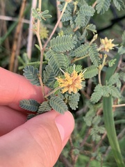 Prosopis reptans