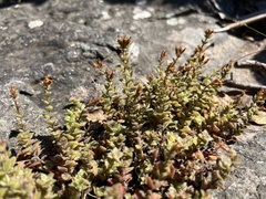 Crassula obovata