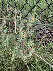 Prosopis reptans