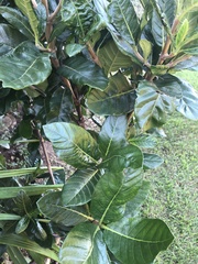 Burchellia bubalina