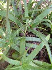 Aloe vogtsii