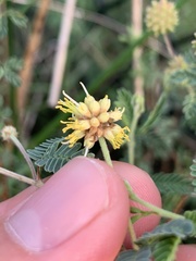 Prosopis reptans
