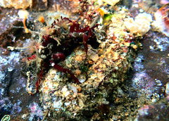 Menaethius monoceros