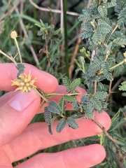 Prosopis reptans