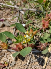 Tripodion tetraphyllum